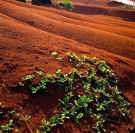 ATLUS×VANILLAWAR 全新策略模拟RPG《圣兽之王》全球销量突破100万份！